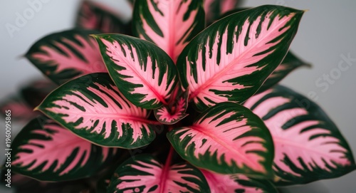 Bright pink and green Aglao...