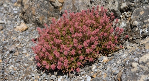 Sedum tetractinum succulent...
