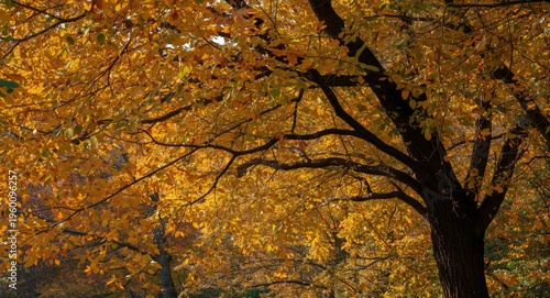 Fall foliage scene showing ...