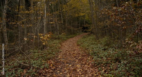 easygoing path in a rich an...