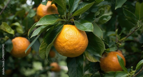 Orchard grapefruit tree ric...