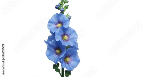 Bright blue hollyhock flowe...