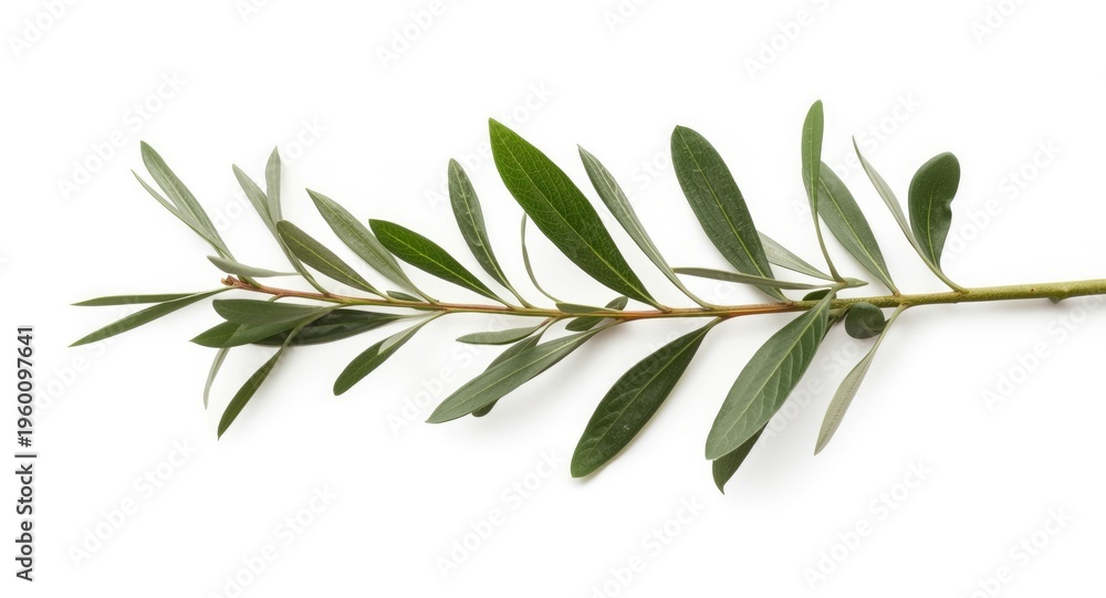 Obraz premium olive branch with lush leaves on a bright white backdrop