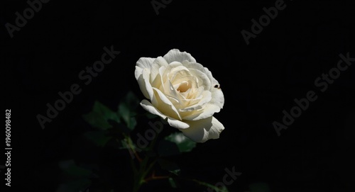 A lone white rose with deli...