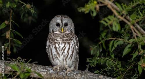 Nocturnal barred owl watchi...