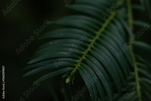 Photos Close-up of a dark green fern leaf with elongated leaflets, photographed in low light against a dark background