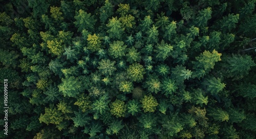 Overhead view of dense gree...