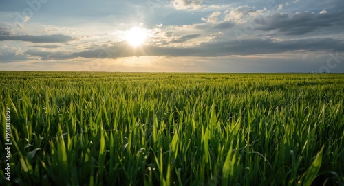 Lush green grass field illu...