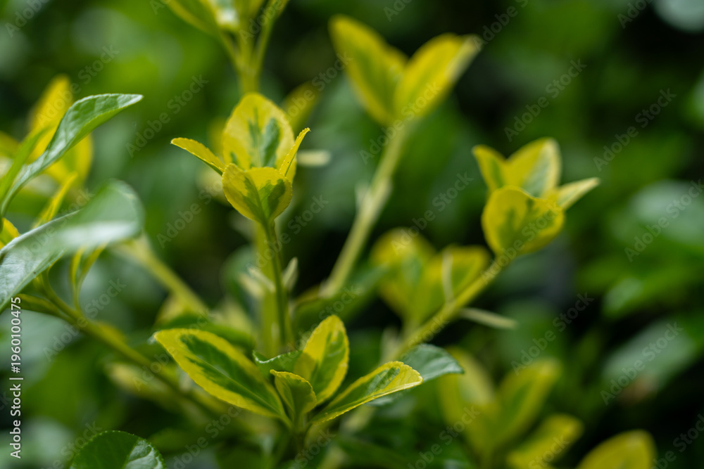 Obraz premium Close-up of green and yellow variegated leaves on a plant with a blurred natural background. The focus is on the foliage, highlighting the leaf texture and color contrast.