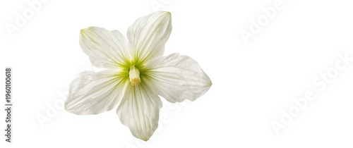 Fresh cut bellflower in sha...