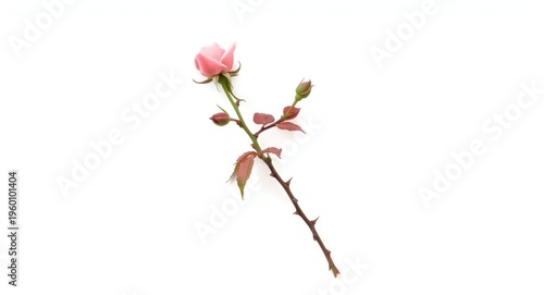 Fresh rose thorn blossom on...