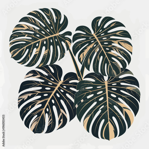 Variegated monstera deliciosa leaves illustration featuring intricate white and green patterns on a clean minimalist background for modern tropical botanical decor designs