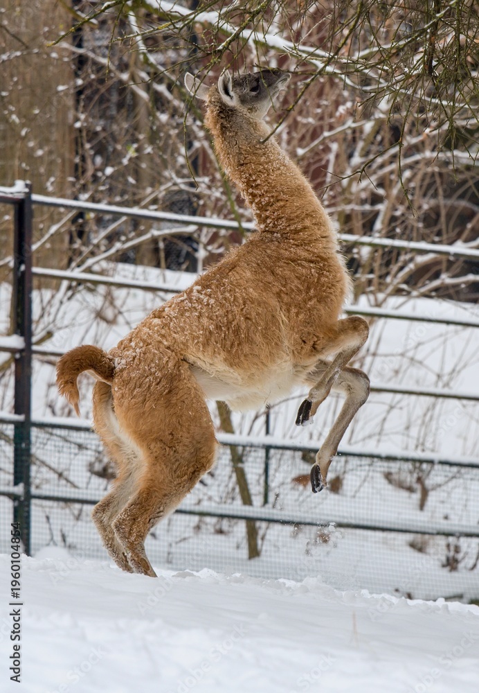 Fototapeta premium lama guanako in the snow
