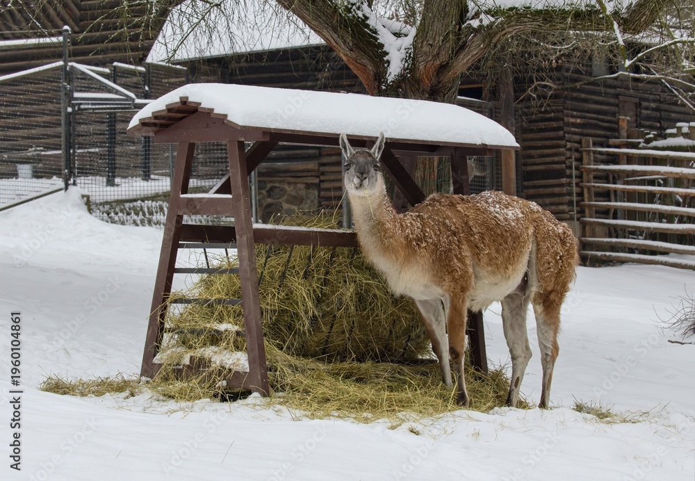 Fototapeta premium lama guanako in the snow