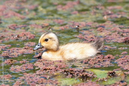 Close up of a Welsh Harlequin duckling swimming in the water