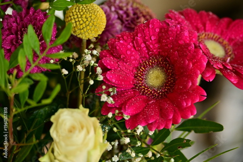Blume - Flower - Waterdrops