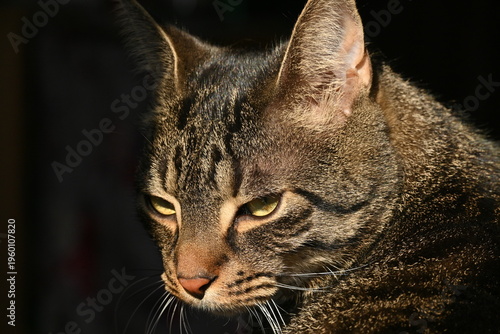 Katze - Cat 