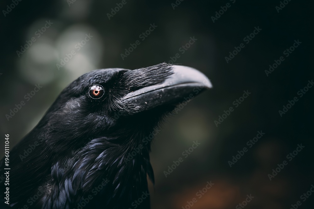 Obraz premium crow on the ground