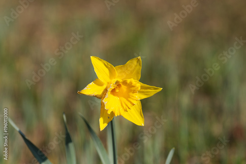 Beautiful blooming yellow Narcissus pseudonarcissus L. narcissus flower outdoors at Swiss village of Riedt Neerach on a sunny spring day. Photo taken March 24th, 2026, Riedt Neerach, Switzerland.