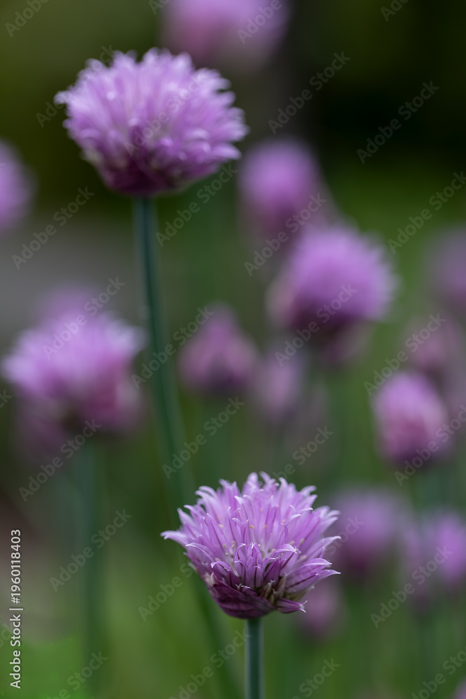 Fototapeta premium Chive blossoms (Allium schoenoprasum) blooming in a vibrant herb garden