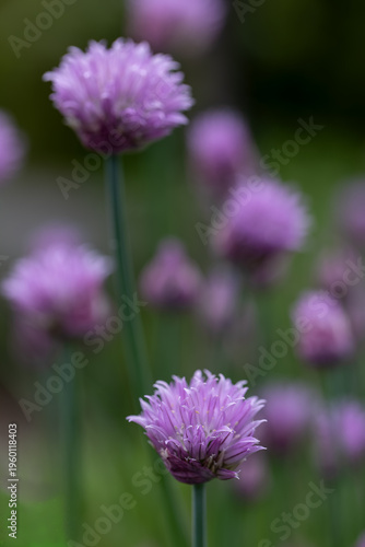 Chive blossoms (Allium schoenoprasum) blooming in a vibrant herb garden
