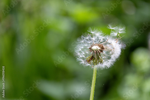 Dandelion (Taraxacum) seed head losing individual seeds in nature