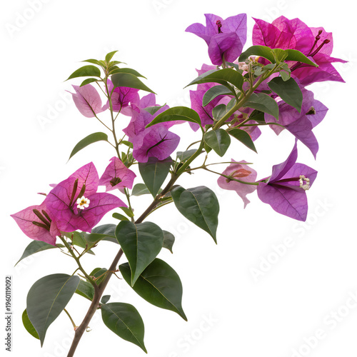 Bougainvillea Stem with Flowers Isolated on White Background Tropical Plant