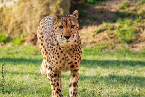 Obraz na plátně Guépard