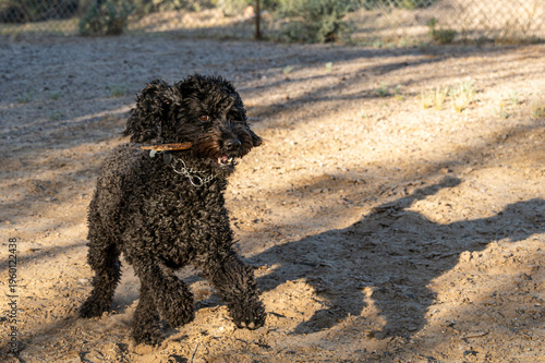 Φωτογραφία Black dog with stick in dog park.