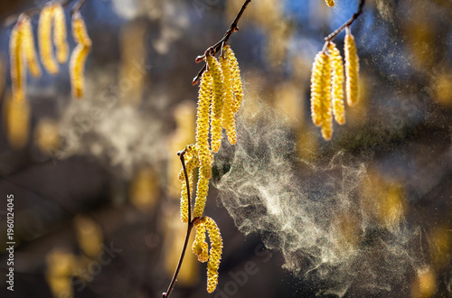A cloud of fine golden pollen sprays birch and alder buds in a windy spring park, causing severe allergies and runny noses