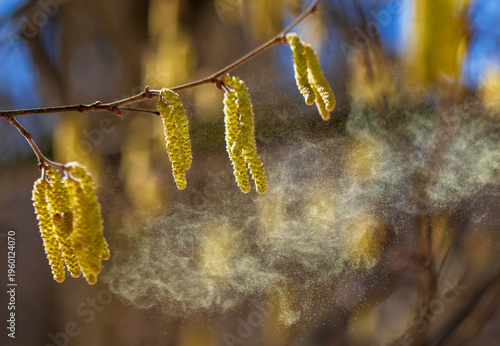 A lot of golden pollen sprays the buds of birch and alder trees in the spring park, causing severe allergies