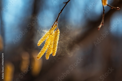 Lots of golden pollen spray the buds of birch and alder trees in the early sp...