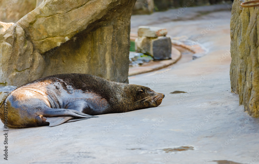 Fototapeta premium Sea lion resting on the platform after swimming