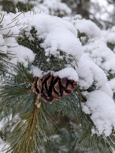 pine cones with snow on brunch