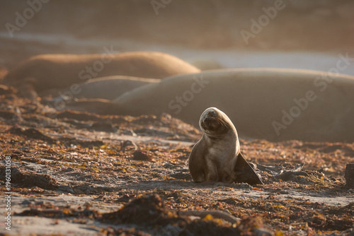 Southern sea lion pup in front of elephant seals on a sandy beach in warm golden coastal light on the Falkland Islands. Colors: brown, gold, beige.