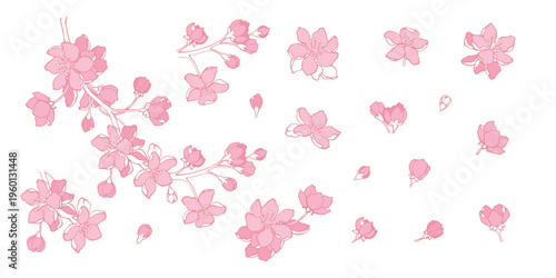 Sakura flowers pink cherry blossom vector set on white background