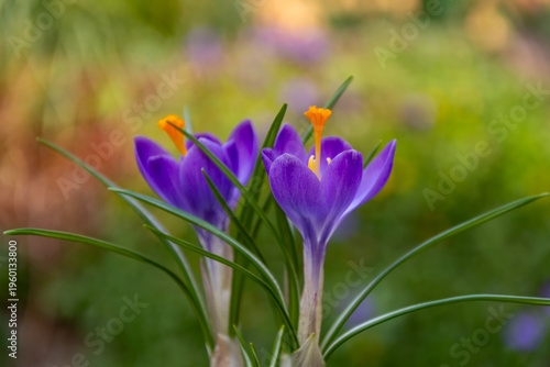 Close up of crocuses among blurred blooming plants in garden