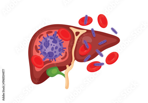 Human liver anatomy showing malaria parasite infection cycle with red blood cells and microscopic virus illustration for medical science education.