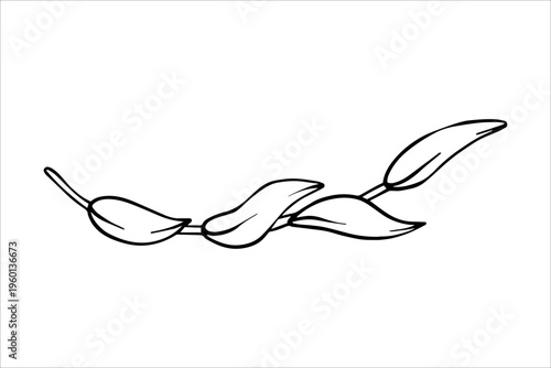 Branch with leaves. Black and white vector drawing of a tropical liana with leaves. Hand-drawn outline drawing of tropical leaves. Botanical illustrations of tropical foliage for summer designs