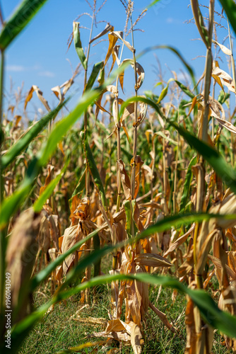Corn field. Cereals for bakery in autumn