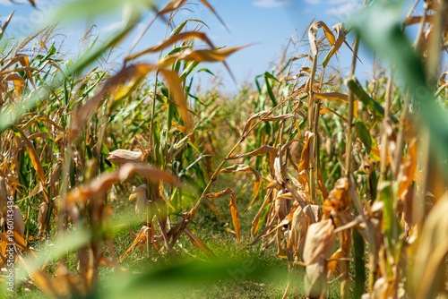 Corn field. Cereals for bakery in autumn