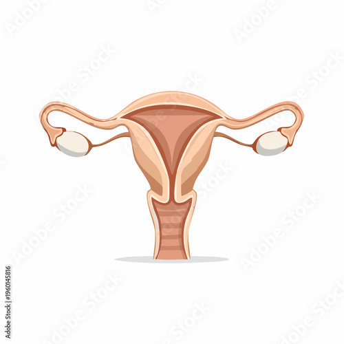 Illustration of the female reproductive system with a detailed view.