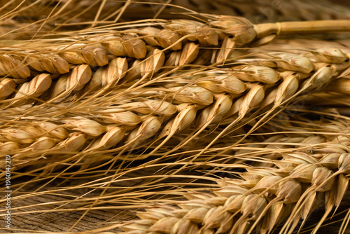 Wheat detail. Cereals for bakery, flour production