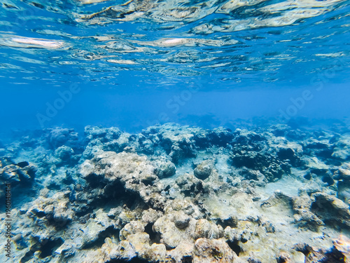 Bleached and dead coral reef underwater in the Red Sea showing signs of environmental damage and climate change impact.