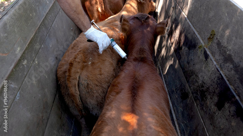 Fotografie Veterinarian administering medication to calves for livestock health