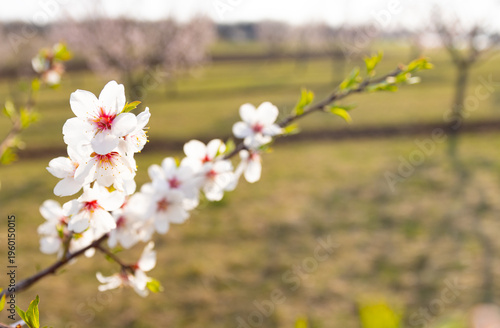 Full bloom white and pink color almond tree blossom blooming during springtime in orchard