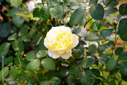 Konstfotografi Yellow roses