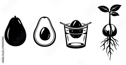 Avocado growth stages showing ripe fruit, seed in water, sprouting, and young plant with roots and leaves