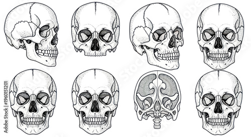 Anatomical Skull Illustrations: Multiple Views and Cross-Section