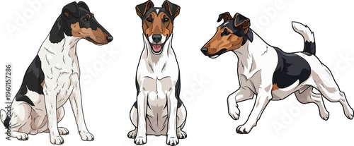 Smooth Fox Terrier dog sitting smiling side view running pose set
